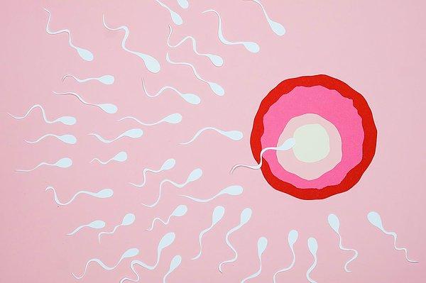 18. Sperm vücut dışında yalnızca birkaç saat hayatta kalır ancak kadın vajinasına girip servikal mukusa ulaştığında 3-5 güne kadar yaşayabilir.