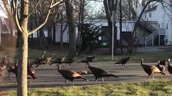 Korku Filminden Fırlamış Gibi: Ölü Kedinin Etrafında Daire Oluşturup Sonsuz Bir Döngüye Giren Hindiler