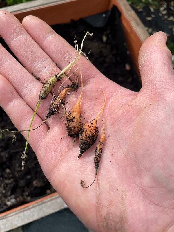 10. Первый раз пытаюсь вырастить морковь из семян. 6 месяцев спустя