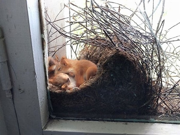 2. Гнездо белки