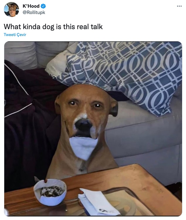 2. "Bu ne tür bir köpek"