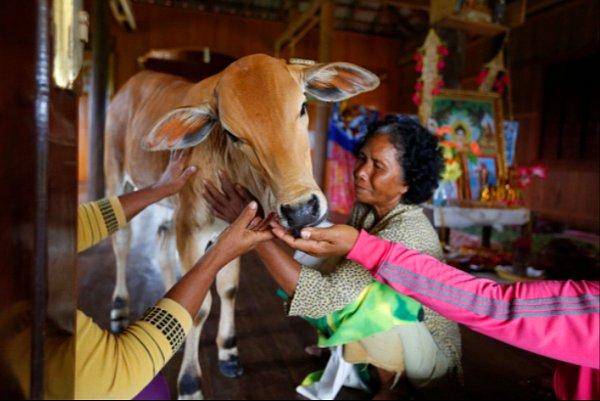 74 yaşındaki Khim Hang isimli kadın, kocasının reenkarnasyonu olduğunu söylediği inek ile yeni evlenmiş olmanın mutluluğunu yaşıyor.