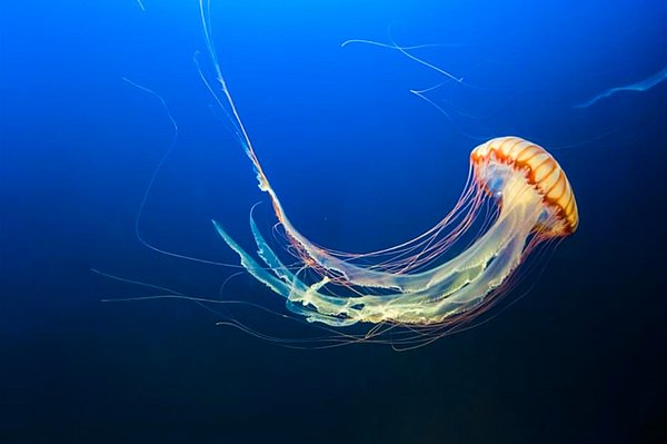Araştırmacılar, öncelikle denizanasının genetiğiyle oynadı ve gövdelerindeki nöronları aktive olduklarında parlayacak şekilde modifiye etti.