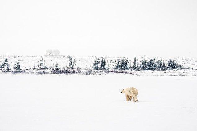 74. Bir kutup ayısı, Manitoba, Kanada'daki Hudson Körfezi yakınlarında baş gösteren kar fırtınasından dolayı sığınacak bir yer arıyor, Carlos Osorio.