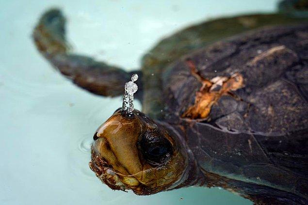 80. Yaralı bir kaplumbağa, Deniz Rehabilitasyon Merkezi'nde gönüllüler tarafından tedavi edildikten sonra iyileşmeye başlıyor, Santiago Arcos.