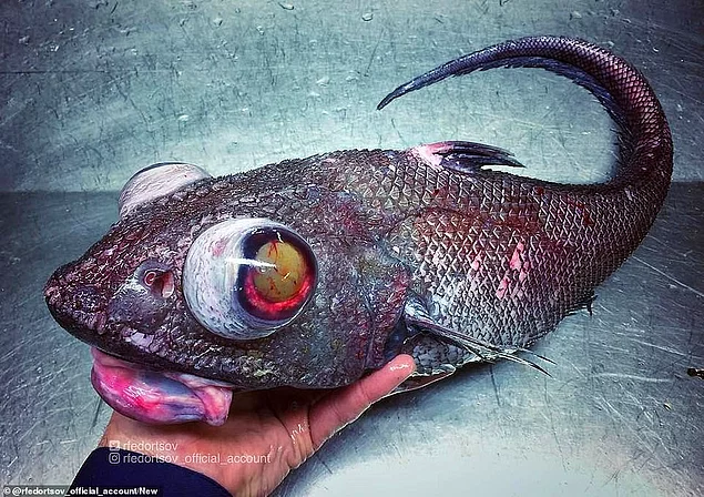Чешуйчатая рыба, пойманная Романом Федорцовым. Он поднимает ее голову с выпученными глазами, чтобы сфотографировать.
