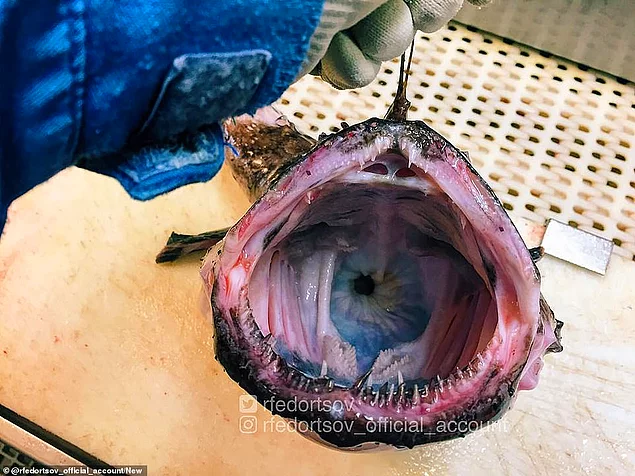 Челюсть одной из глубоководных находок Романа Федорцова показана открытой, с рядом зазубренных зубов, выстилающих внутреннюю часть ее рта, и еще одну группу зубов меньшего размера в задней части горла.