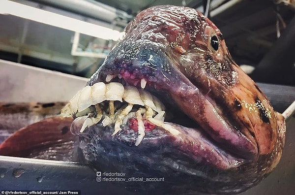 Рыба-волк : это морское существо было поднято на поверхность сразу после того, как поглотило гораздо меньшую водную живность. Эксперты описывают атлантическую рыбу-волк как «устрашающий вид», который является редким уловом для рыбаков.