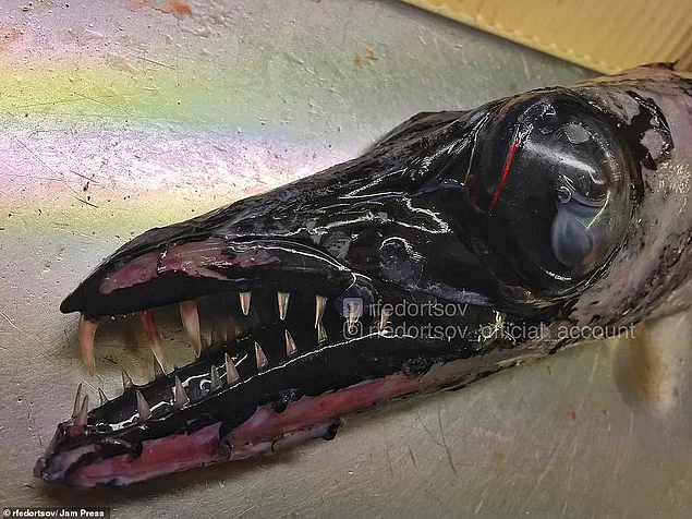 Чёрная сабля-рыба: у этого угольно-черного существа рот открыт, демонстрируя впечатляющий набор зубов. Эксперты описывают его как глубоководного хищника, который иногда живет на глубине нескольких сотен метров под водой.
