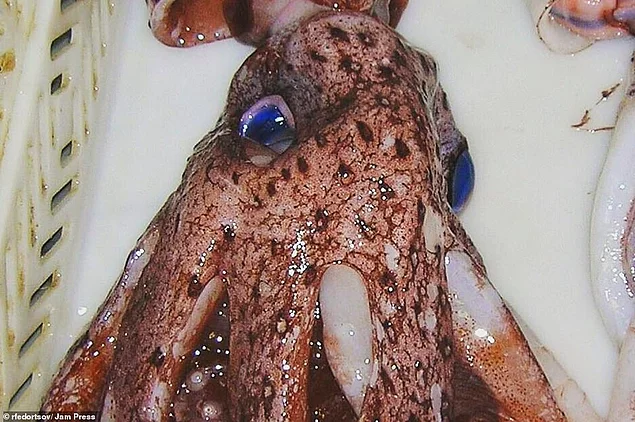 Во время своих путешествий Федорцов обнаружил множество невероятно выглядящих существ, в том числе этого кальмара с ярко-голубыми глазами.