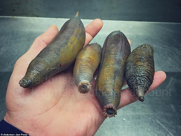 Эти существа вообще не похожи на животных, достаточно маленькие, чтобы четверо из них поместились в человеческой руке, как кусочки еды.