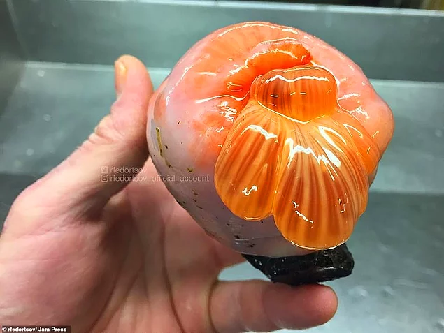 Неопознанное морское животное ярко-оранжевого цвета сверху, попавшее в сети российского траулера из Мурманска.