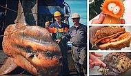 Рыба-чизбургер и другие причудливые морские существа, которые попались в сети рыбака из Мурманска