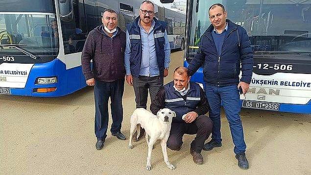 11. Ankara'nın Sincan ilçesinde belediye otobüsüyle seyahat eden Barış köpek, sosyal medyada gündem oldu. İnsanların çoğu otobüslerde köpek istemediğini söylerken birçoğu da sonunun Boji gibi olmasını istemediği için sahiplendirilmesi gerektiğini söyledi.