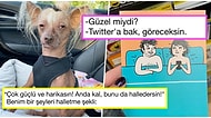 Denizaşırı Mizahta Bu Hafta: Son Günlerde Yabancıları Kahkahaya Boğmuş 15 Komik Tweet