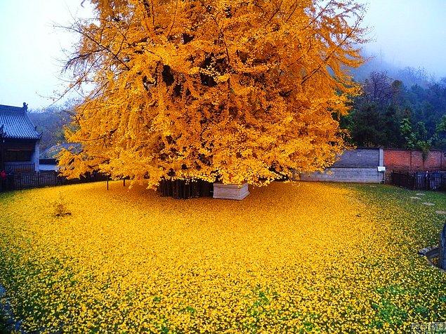 1. Çin, Zhongnan Dağı'ndaki 1400 yaşının üstünde olan bu ağaç, her sonbaharda parlak sarı yapraklar döküyor.