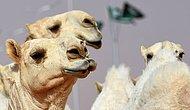 Более 40 верблюдов не были допущены к участию в конкурсе красоты в Саудовской Аравии из-за того, что им был введен ботокс и гормоны для повышения мышечной массы