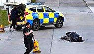 Полиция Фолклендских островов перекрыла улицу, чтобы водители не наехали на спаривающихся морских львов