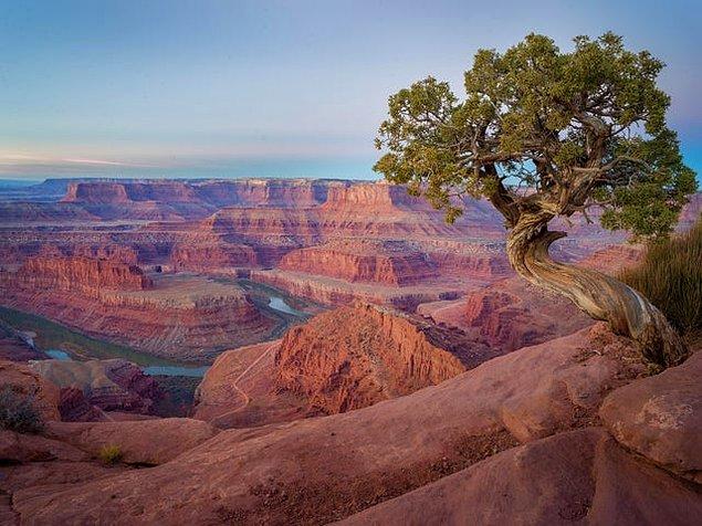 6. Utah'taki kıvrımlı ağaç ve eşsiz manzara.😍