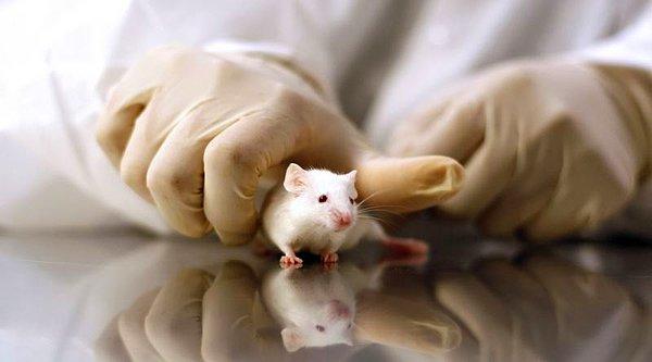 Kandaki pıhtılaşma sağlayan faktörler ve kan hücreleri çıkarıldıktan sonra kalan sıvı yaşlı farelere enjekte edildi.