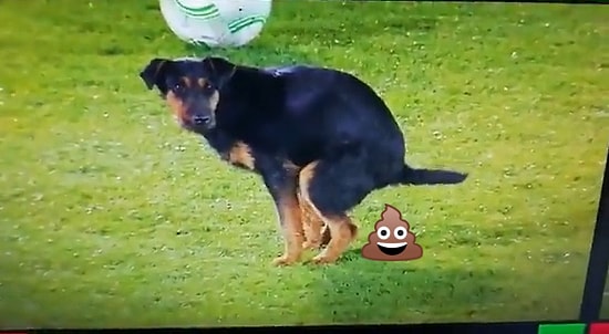 Partizan - Anorthosis Karşılaşmasında Sahaya Giren Köpek Kakasını Yaptı