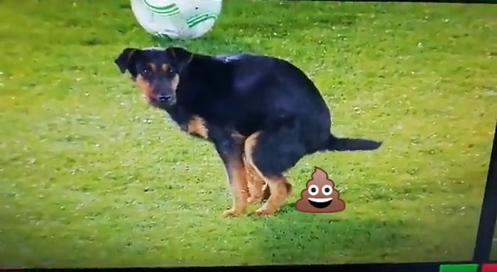 Partizan - Anorthosis Karşılaşmasında Sahaya Giren Köpek Kakasını Yaptı