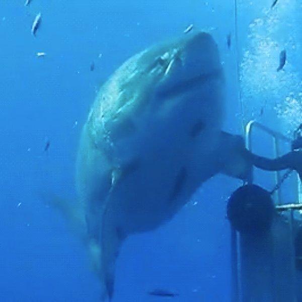 9. 6.1 metre uzunluğunda ve yaklaşık 50 yaşında olan bu büyük beyaz köpek balığı dünyanın en büyük köpek balığı olma özelliği taşıyor.