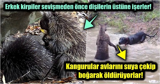 Doğanın Korkutucu Yüzünü İliklerinize Kadar Hissetmenize Sebep Olacak Birbirinden Ürkütücü 15 Yeni Fotoğraf