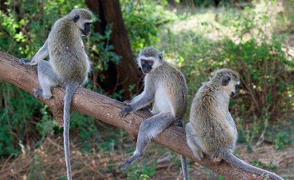 Maymunlar birbirlerinden etkilense de birbirlerini taklit etmiyor.