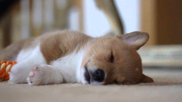 Uykularında çırpınan ve ani harekeler yapan köpeklerin muhtemelen bir şeyleri kovaladığını düşünürüz.