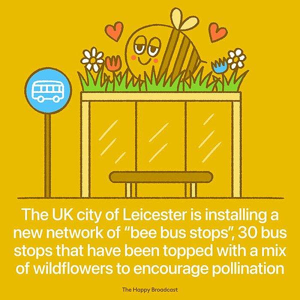 26. "İngiltere'nin Leicester şehrinde bal arıları için otobüs duraklarının üzerine çiçekler ve bitkiler dikildi."