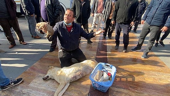 Tüfekle Öldürülen Köpeği Valilik Önüne Götürerek Şiddete Tepki Gösterdi, Gözaltına Alındı...