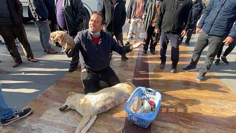 Tüfekle Öldürülen Köpeği Valilik Önüne Götürerek Şiddete Tepki Gösterdi, Gözaltına Alındı...