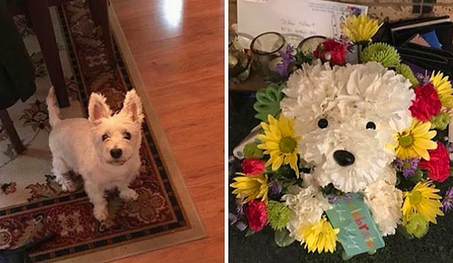 Моя собака умерла в прошлом месяце, и мой парень подарил мне цветы в форме моей собаки