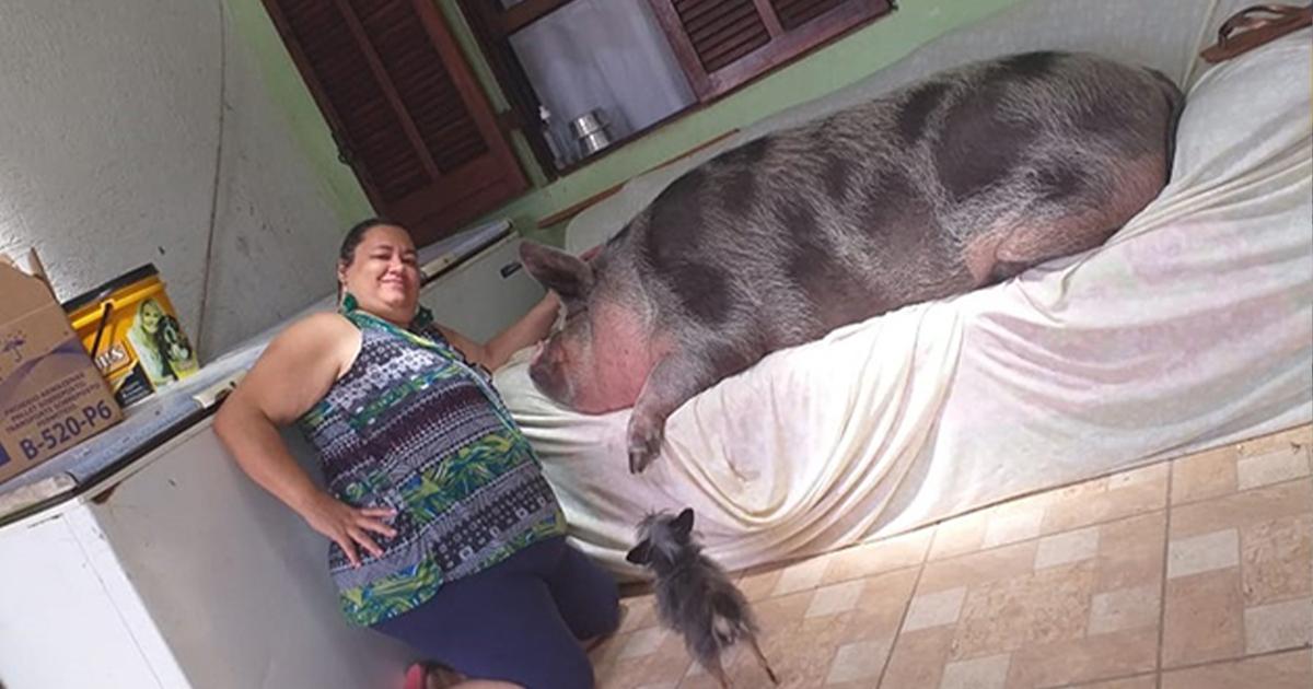 Женщина думала, что купила карликовую домашнюю свинку, но из нее выросла 250-киллограмовая свинья