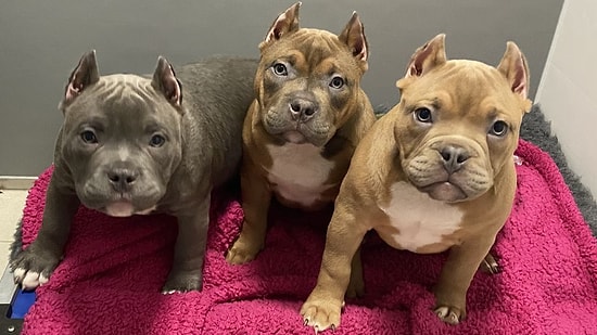 Заводчики подрезают собакам уши, отдавая дань трендам в социальных сетях