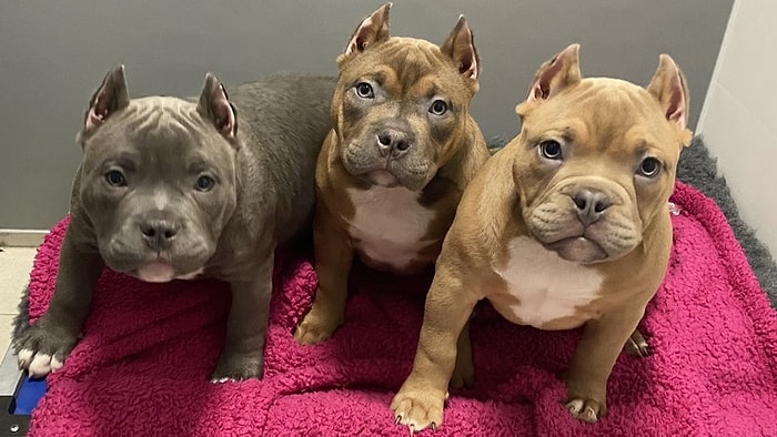 Заводчики подрезают собакам уши, отдавая дань трендам в социальных сетях