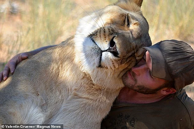 Мужчина обнимается, играет и даже охотится с львицей, которую он спас 9 лет назад