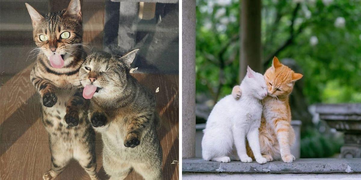 16 фотографий, доказывающих, что две кошки всегда лучше, чем одна