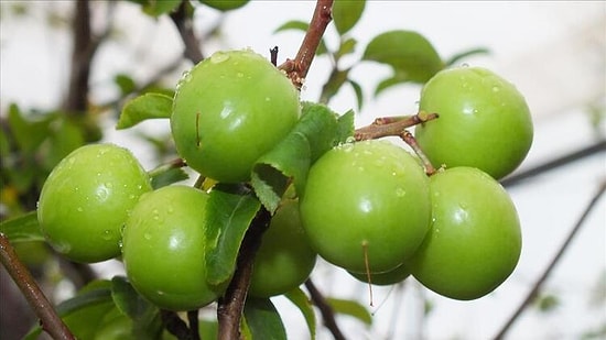 Yeşil Eriğin Faydaları Nelerdir? Yeşil Erik Neye İyi Gelir? Yeşil Eriğin Besin Değerleri...