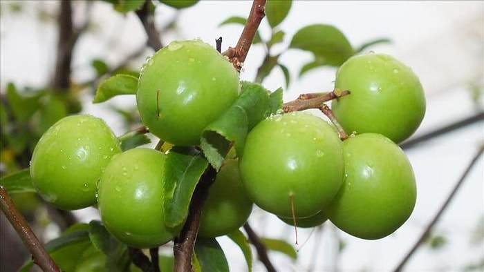 Yeşil Eriğin Faydaları Nelerdir? Yeşil Erik Neye İyi Gelir? Yeşil Eriğin Besin Değerleri...