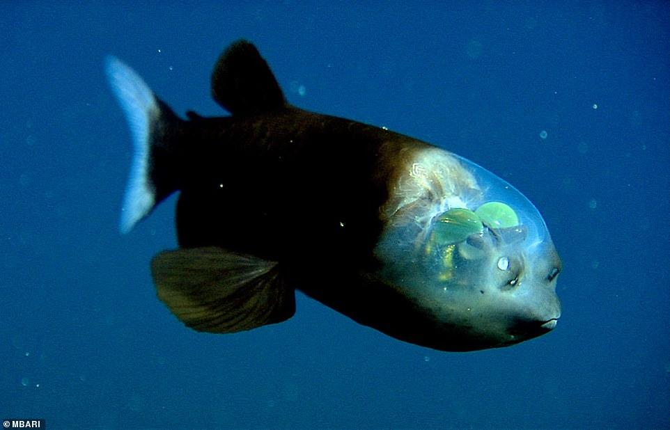 Ученым удалось заснять на видео "инопланетную" рыбу с полупрозрачной головой