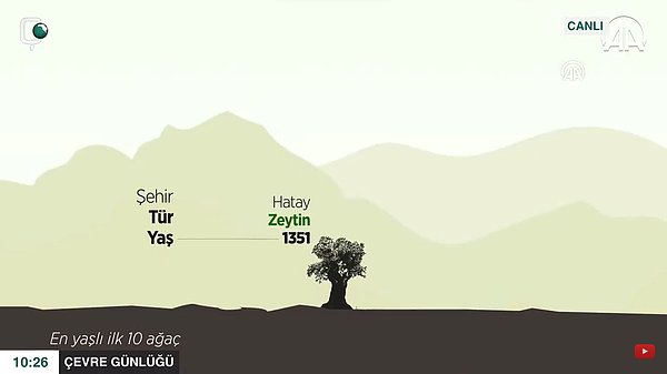 Anadolu Ajansı, Türkiye'nin dört bir yanındaki anıt ağaçların şehir ve yaş durumunu gösteren bir grafik çalışması hazırladı.