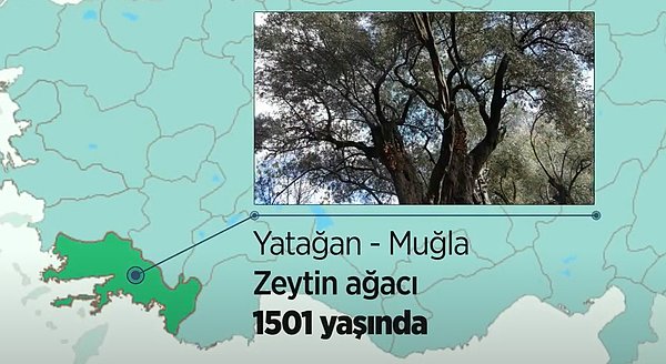 Muğla'nın Yatağan ilçesindeki anıt zeytin ağacı tam 1500 yılı geride bırakmış. Şimdi 1501 yaşında.