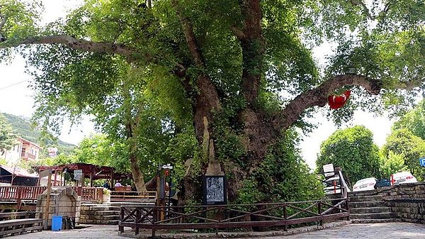 Hatay Samandağ'da bulunan 2001 yaşındaki bu çınar ağacı ise hem yerlilerin hem de yabancı turistlerin dikkatini çekiyor.