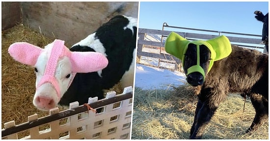 Soğuktan Korunmaları İçin Yün Kulaklık Takılan Şirinlik Abidesi Buzağılara Hayran Kalacaksınız!