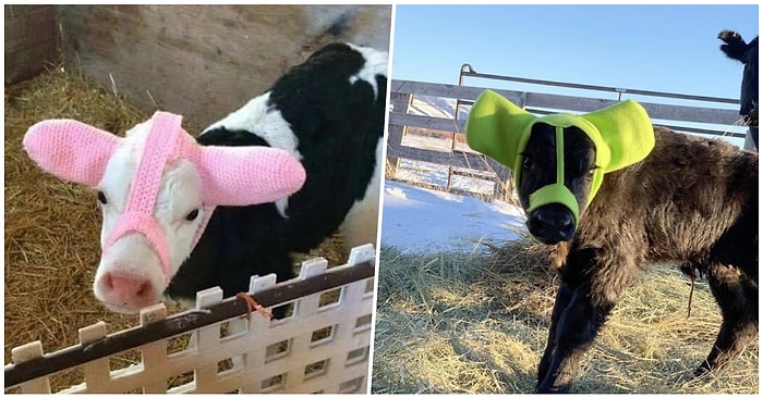 Soğuktan Korunmaları İçin Yün Kulaklık Takılan Şirinlik Abidesi Buzağılara Hayran Kalacaksınız!