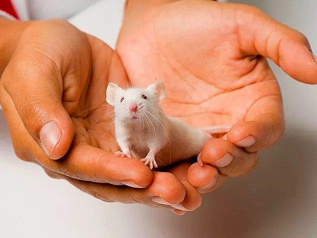 Araştırmacılar fare için davranışsal bir görev hazırladılar ve bunu benzer modellerdeki REM uykusu bölümleriyle karşılaştırdılar.