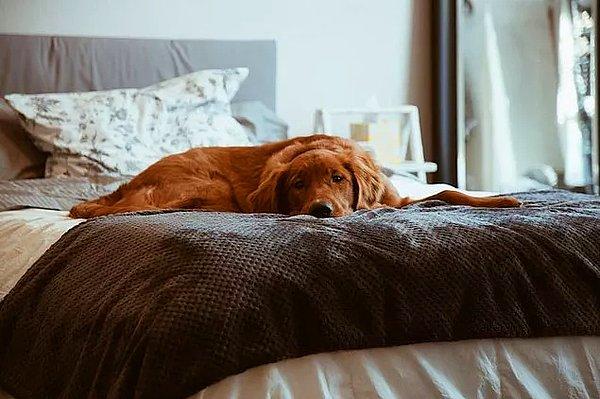 Peki uyku sırasında havlayan köpekler rüyalarında ne görüyorlar?