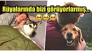 Yanımızdan Ayıramadığımız Tüylü Dostlarımız Köpekler Rüya Görürler mi?
